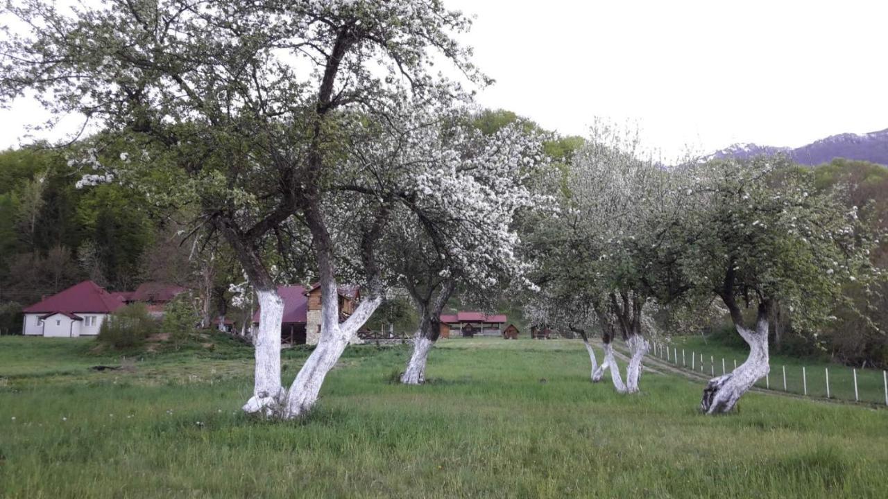 Camp &Apartmens Scepanovic Мойковац Экстерьер фото